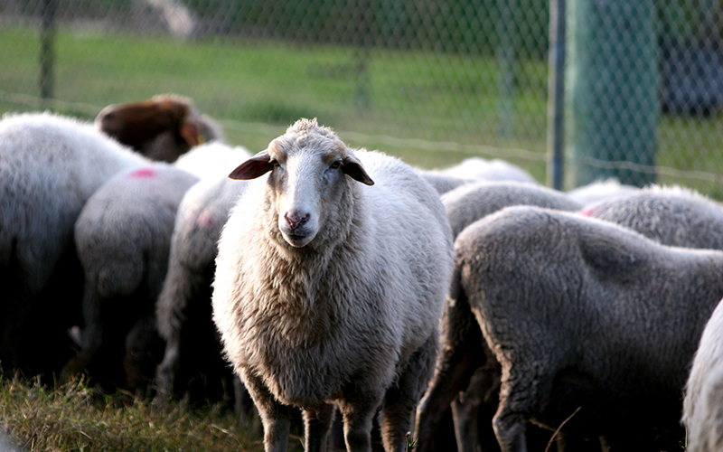 A flock of sheep in a field