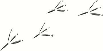 Indigenous illustration of birds footprints